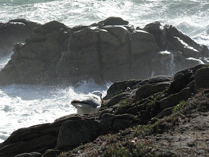 goéland côte sauvage